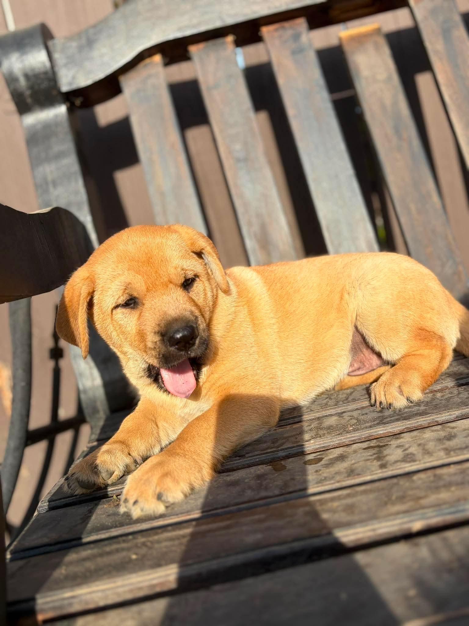 Tater, an adopted mixed breed in Lodi, CA image 2/3