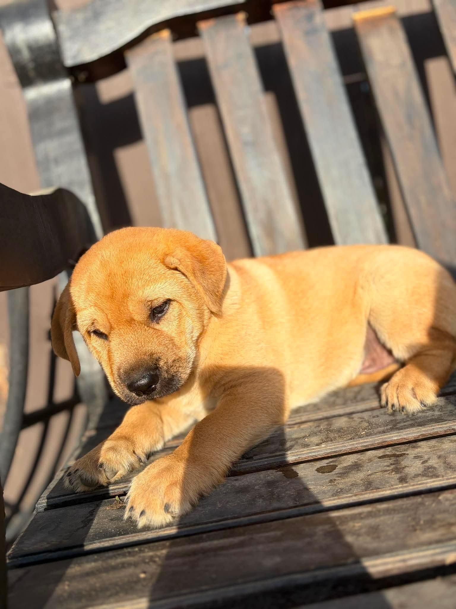 Tater, an adopted mixed breed in Lodi, CA image 3/3