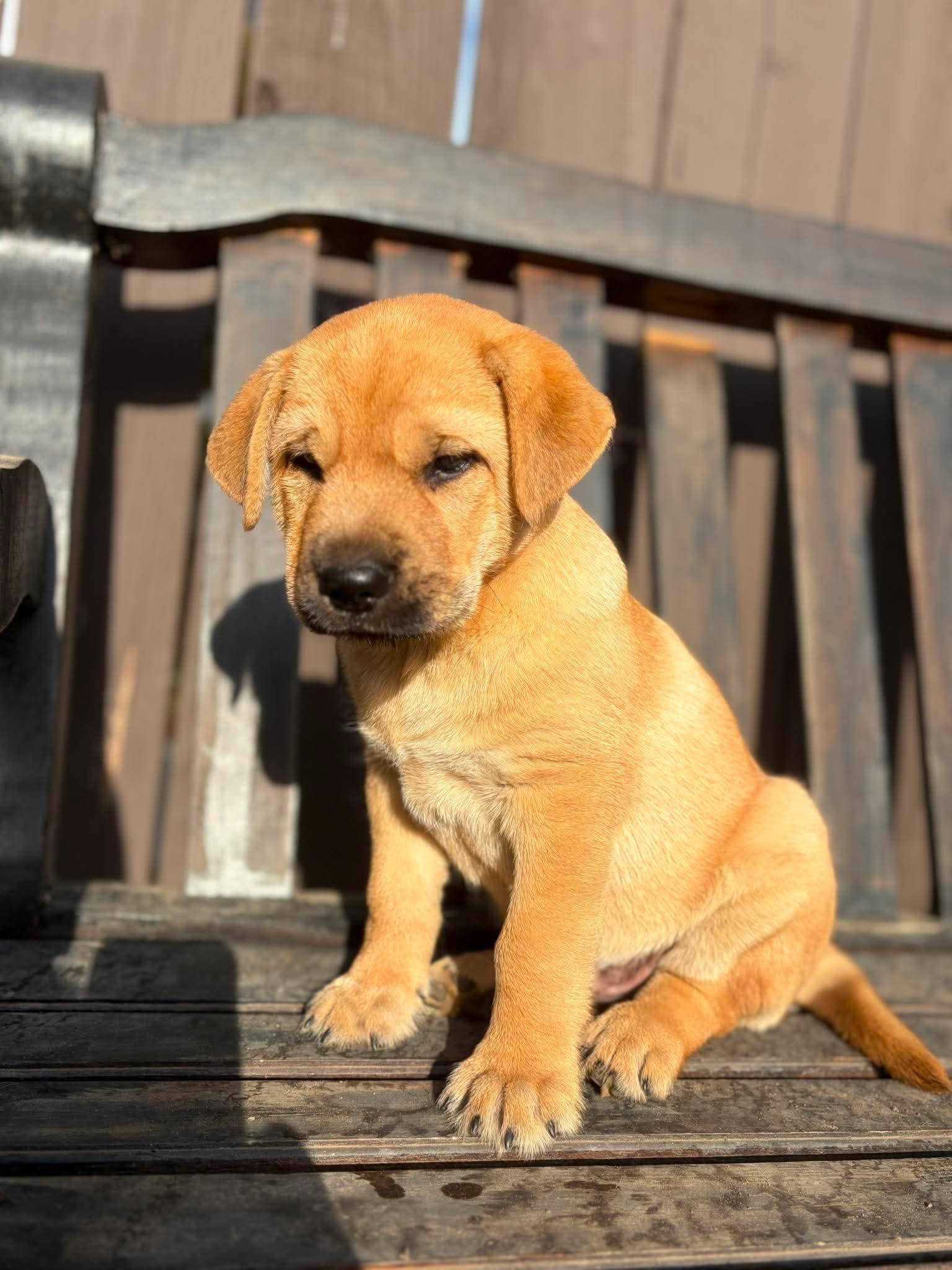Tater, an adopted mixed breed in Lodi, CA image 1/3
