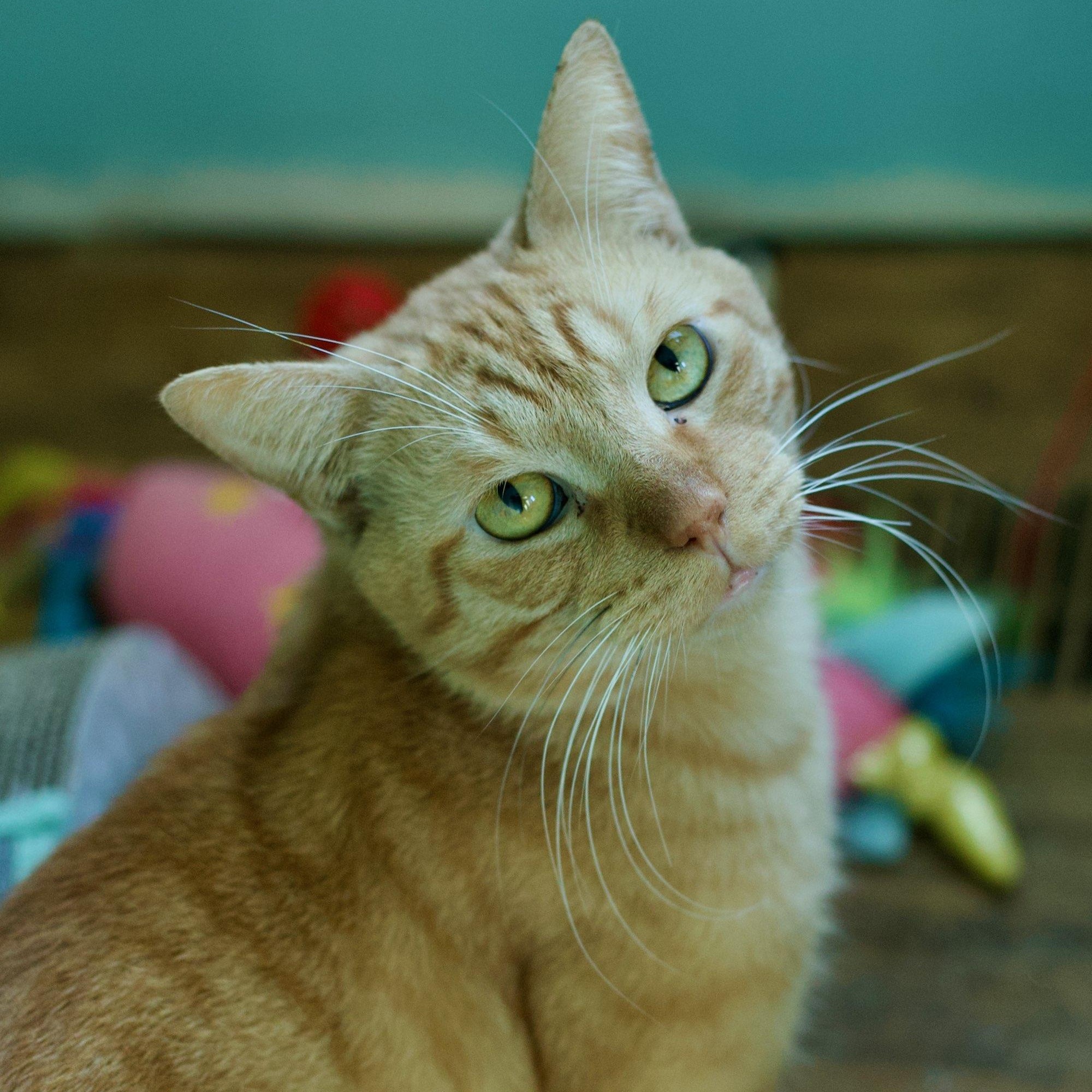 Enlarge Rufus 0622 (bonded with my brother Mufasa), a Adoptable Domestic Short Hair in West Bloomfield, MI image 2/4