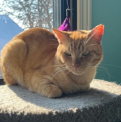 Enlarge Rufus 0622 (bonded with my brother Mufasa), a Adoptable Domestic Short Hair in West Bloomfield, MI image 3/4