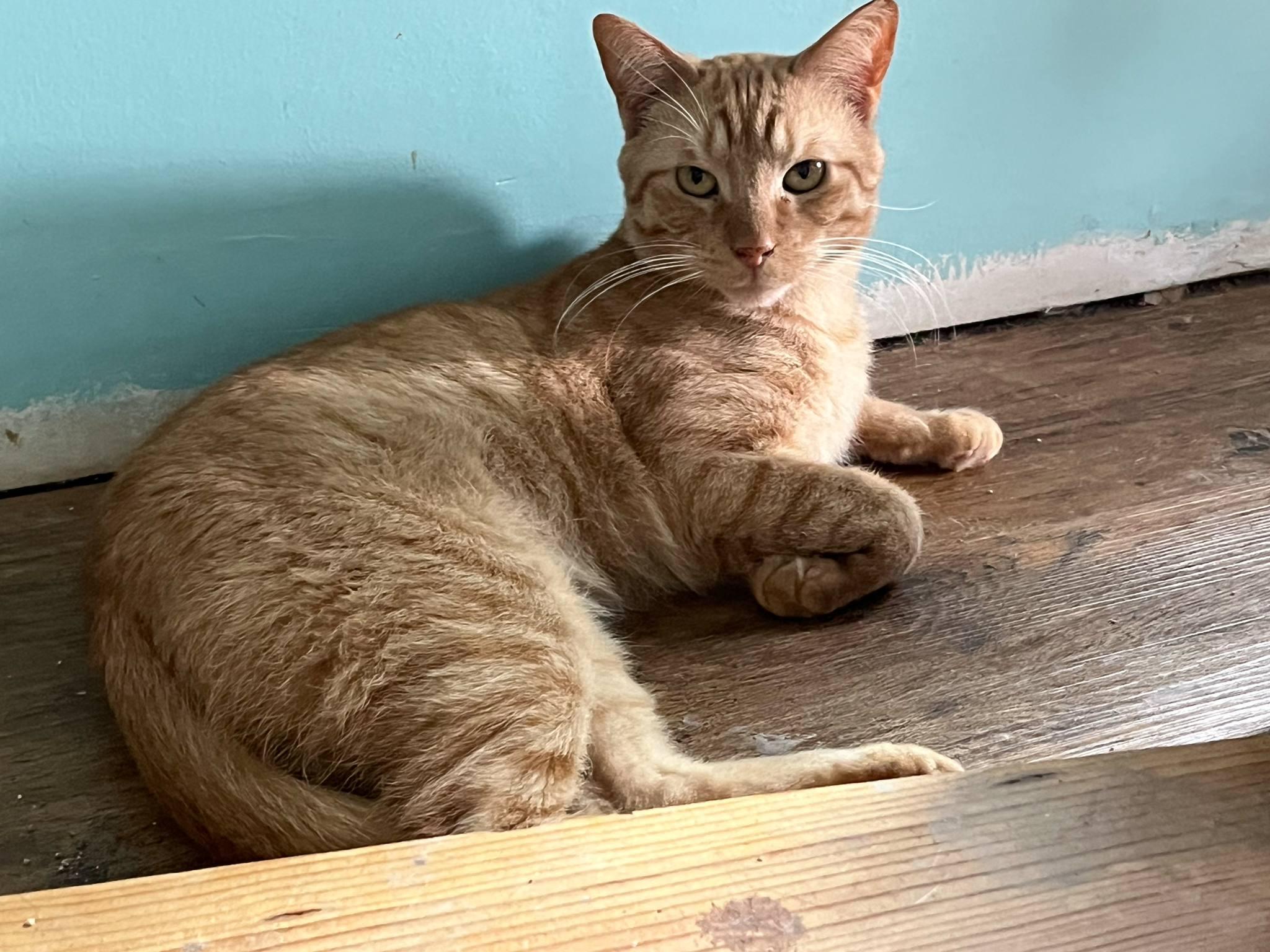 Enlarge Rufus 0622 (bonded with my brother Mufasa), a Adoptable Domestic Short Hair in West Bloomfield, MI image 1/4