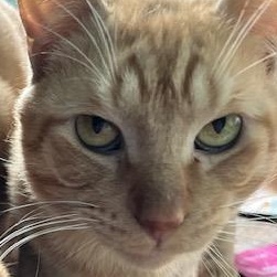 Enlarge Rufus 0622 (bonded with my brother Mufasa), a Adoptable Domestic Short Hair in West Bloomfield, MI image 4/4