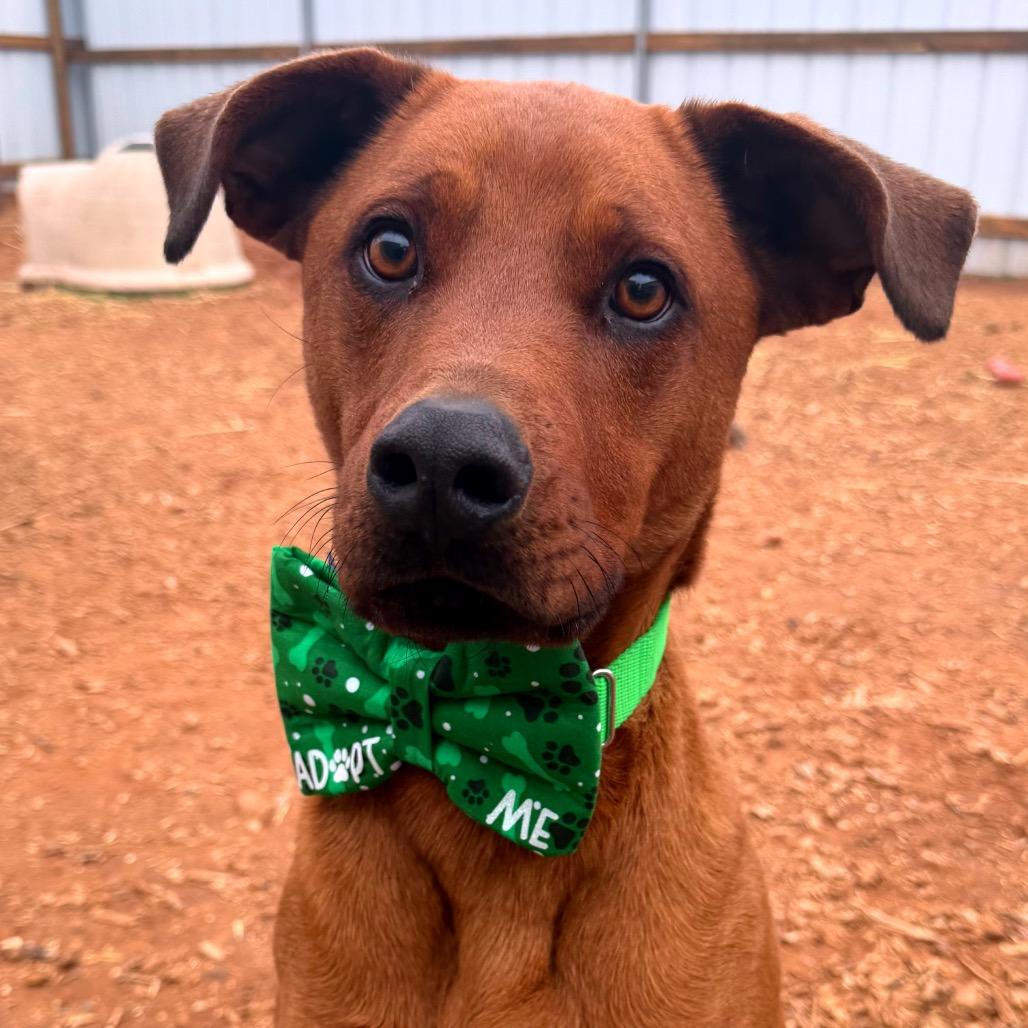 Bloomington (Morrison), Adoptable, Adult Male Mixed Breed.