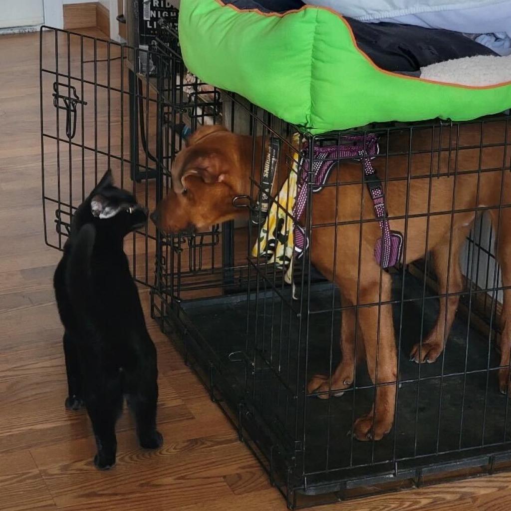 Enlarge Bloomington (Morrison), a Adoptable Mixed Breed in Moab, UT image 2/6