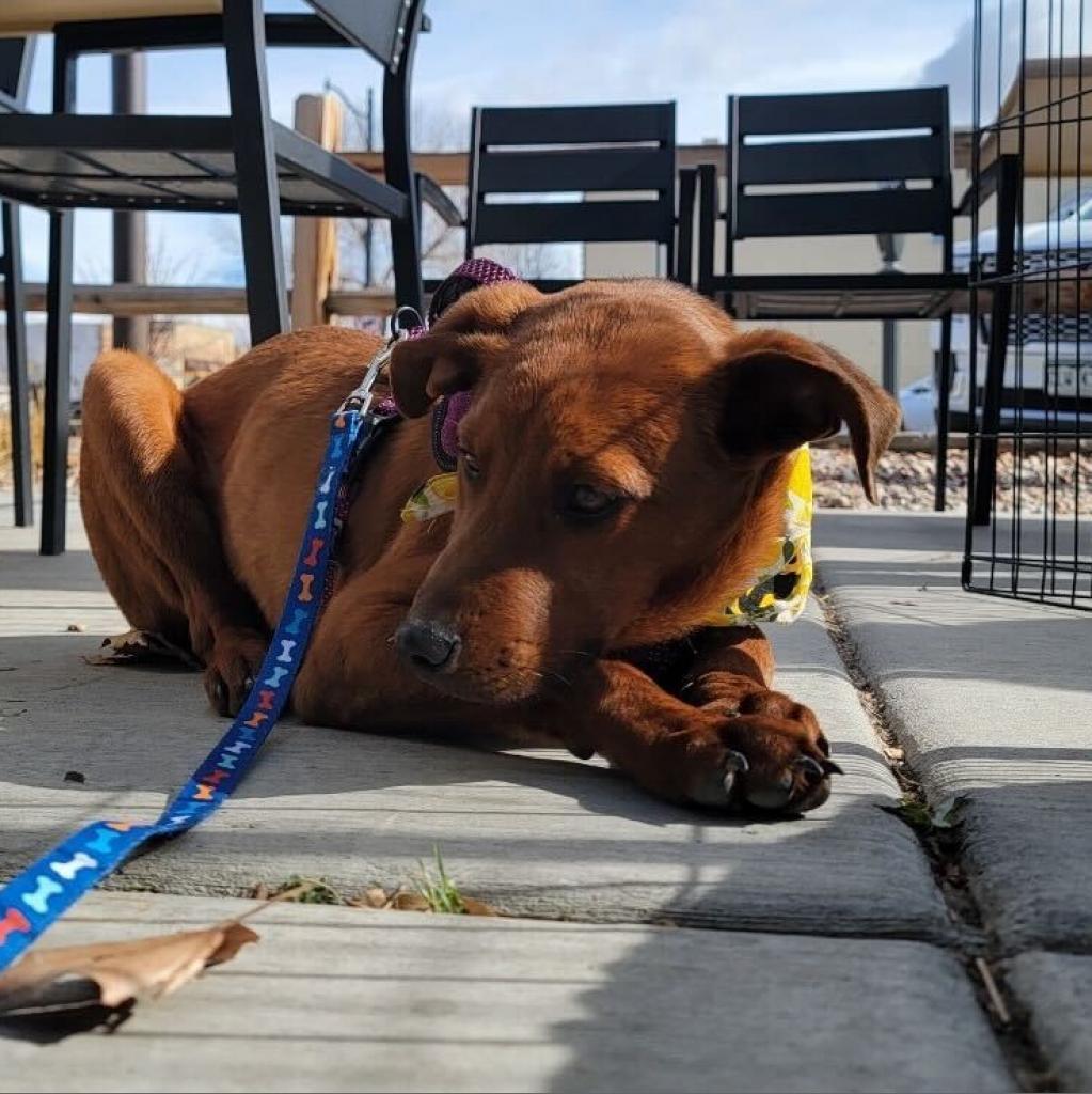 Enlarge Bloomington (Morrison), a Adoptable Mixed Breed in Moab, UT image 3/6