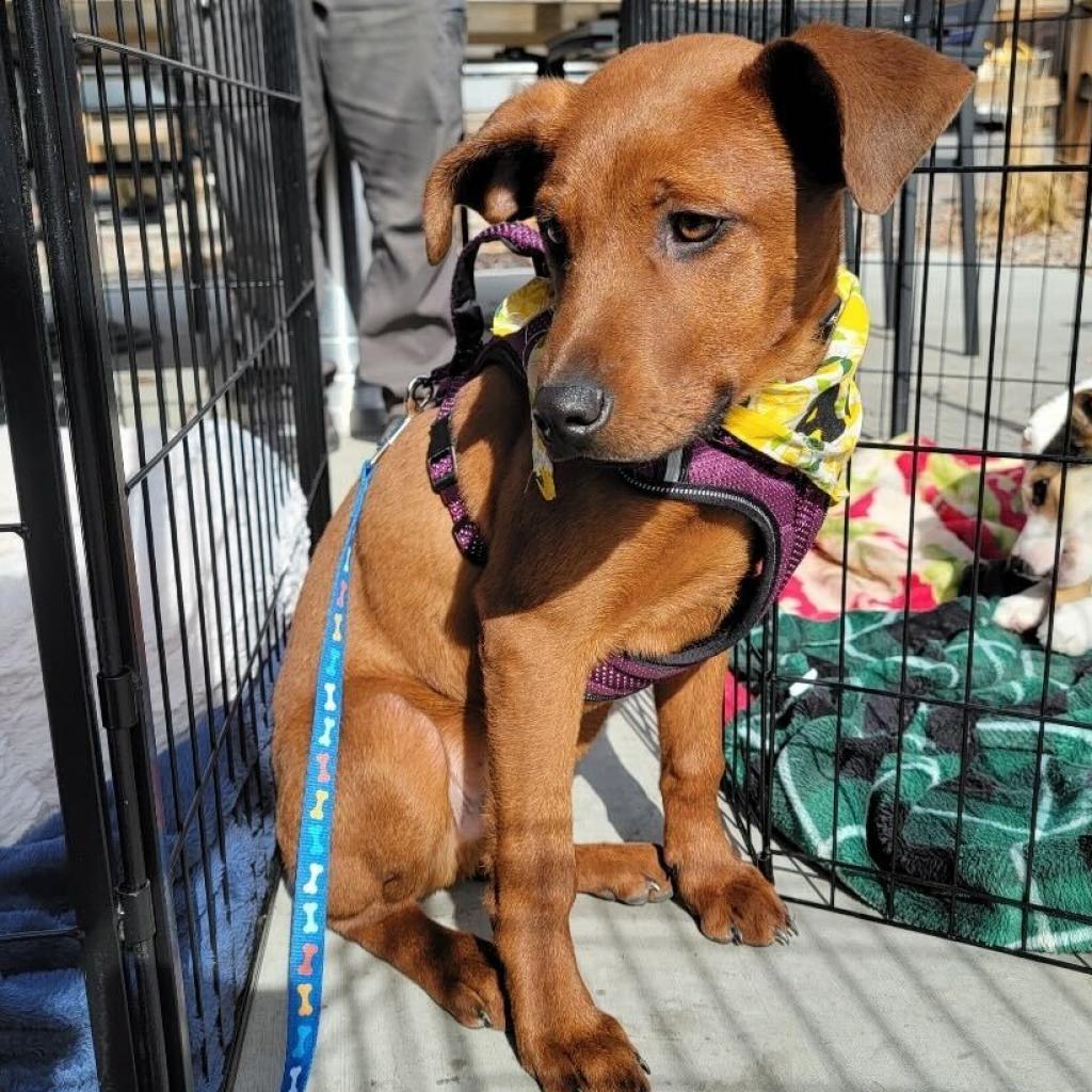 Enlarge Bloomington (Morrison), a Adoptable Mixed Breed in Moab, UT image 4/6
