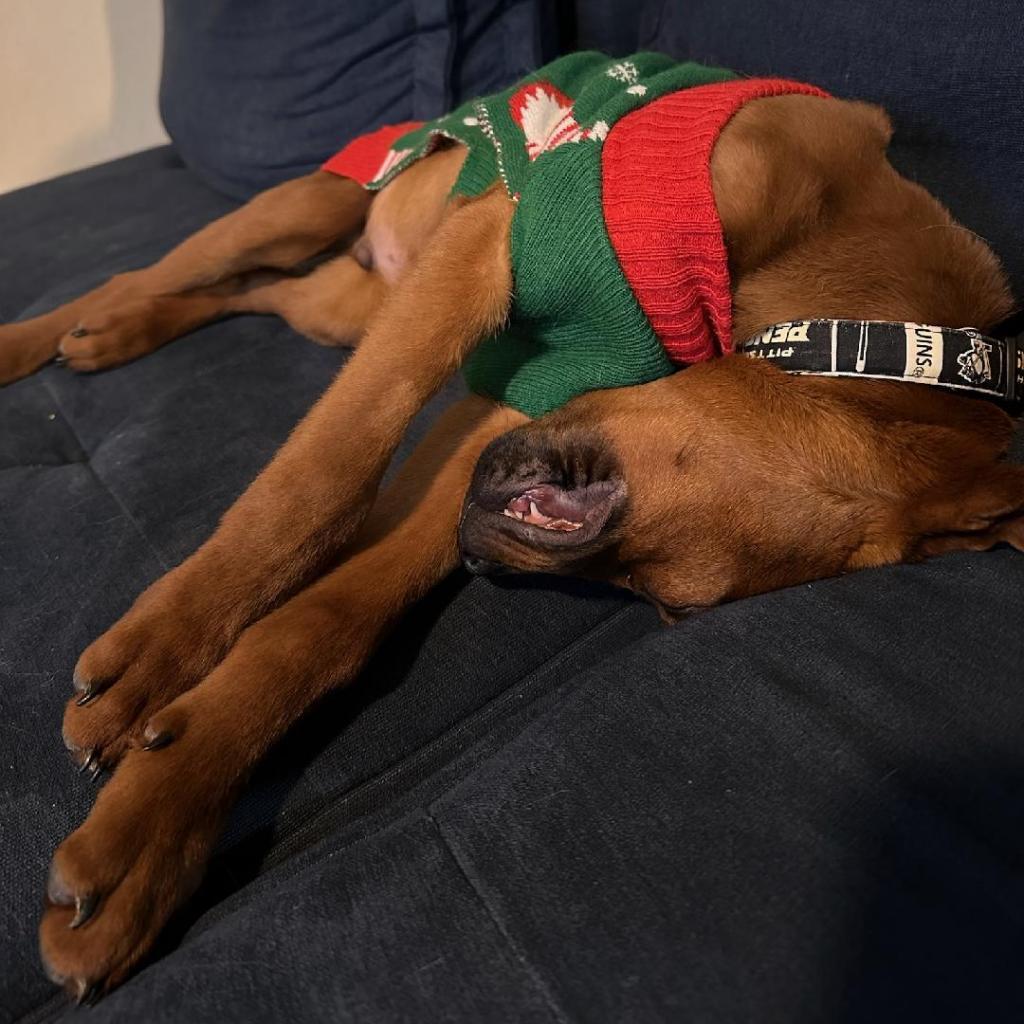 Enlarge Bloomington (Morrison), a Adoptable Mixed Breed in Moab, UT image 5/6