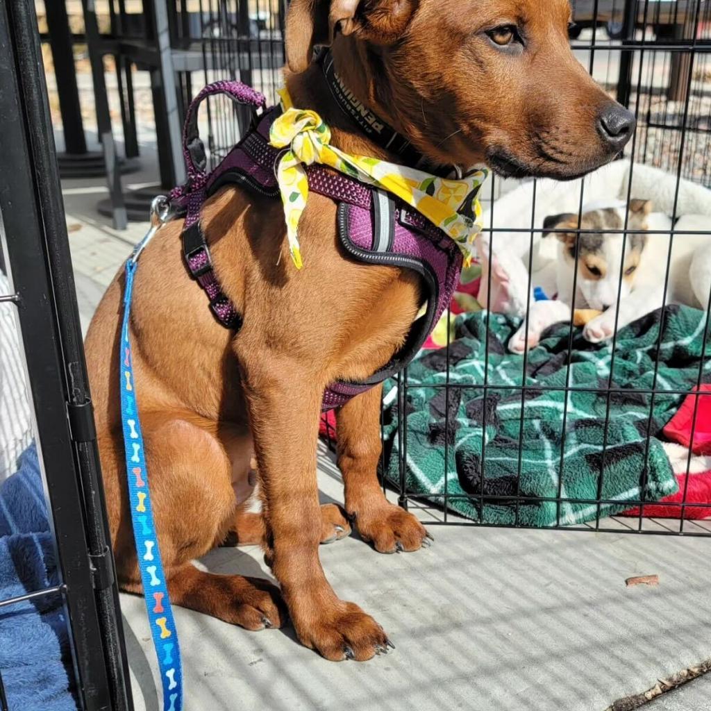Enlarge Bloomington (Morrison), a Adoptable Mixed Breed in Moab, UT image 6/6