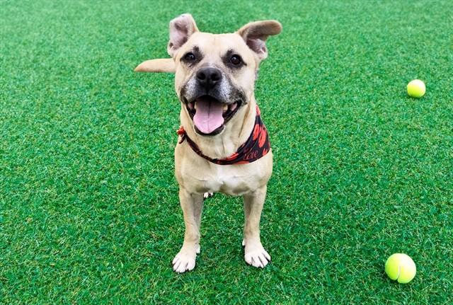 DIERKS, Adoptable, Adult Male Labrador Retriever & Mixed Breed.