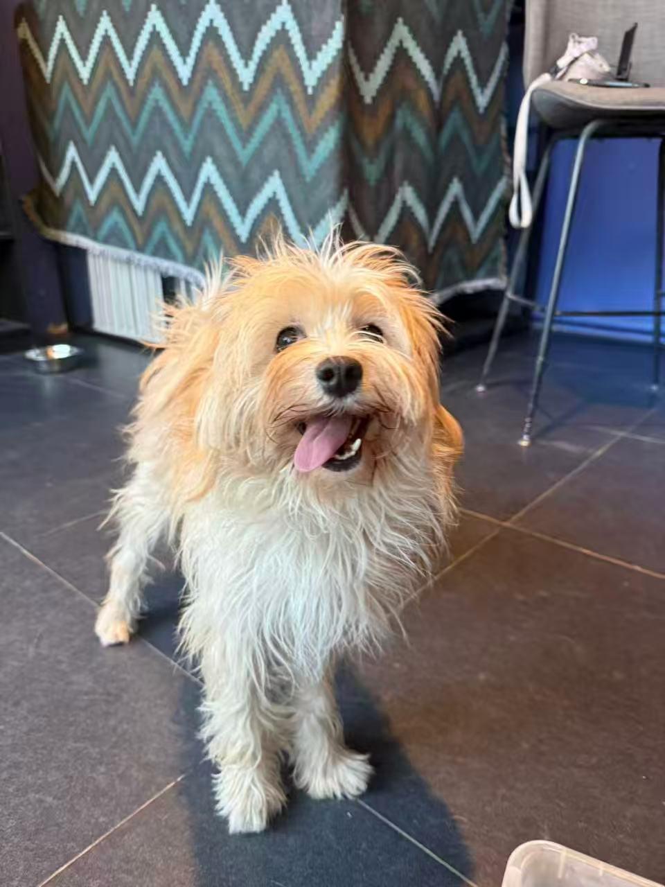 Enlarge Luna, a ADOPTABLE mixed breed in Toronto, ON image 3/5