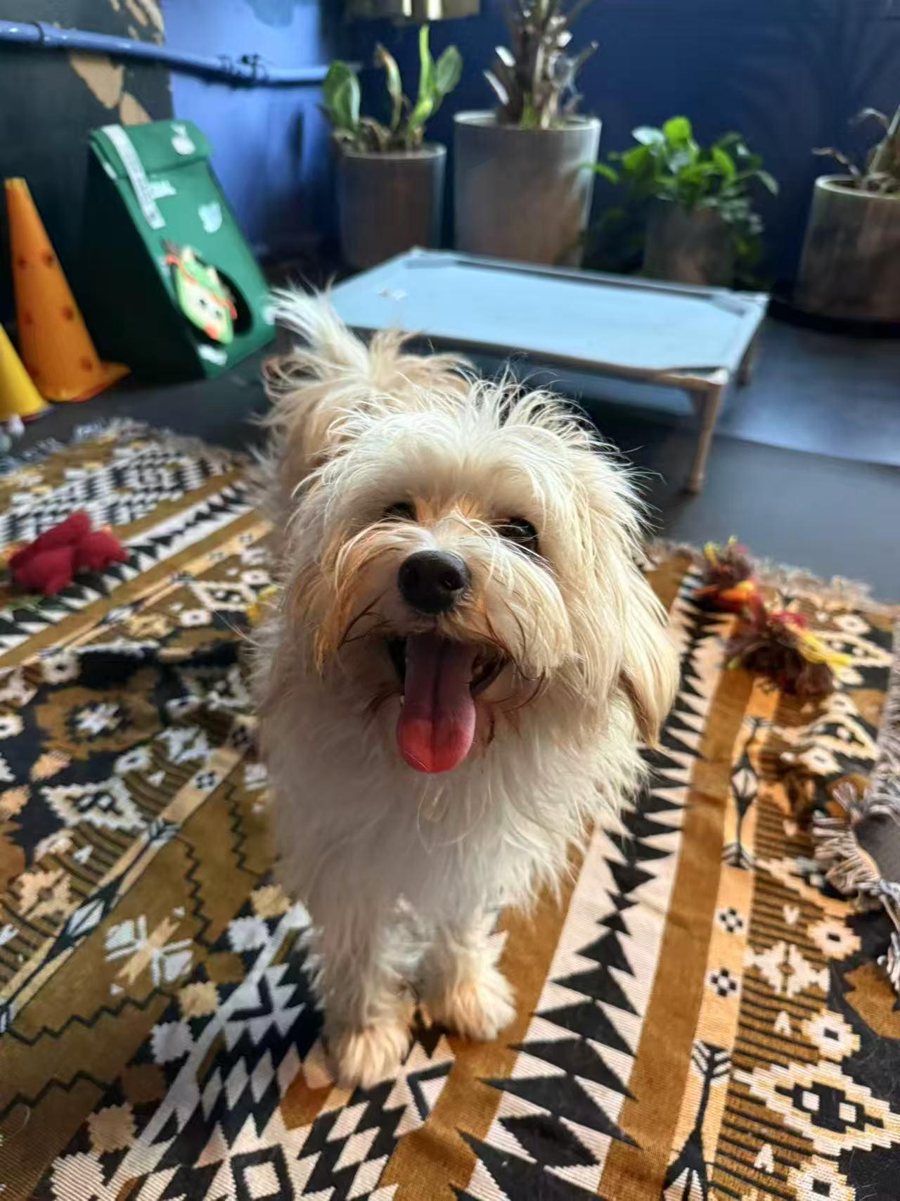 Enlarge Luna, a ADOPTABLE mixed breed in Toronto, ON image 1/5