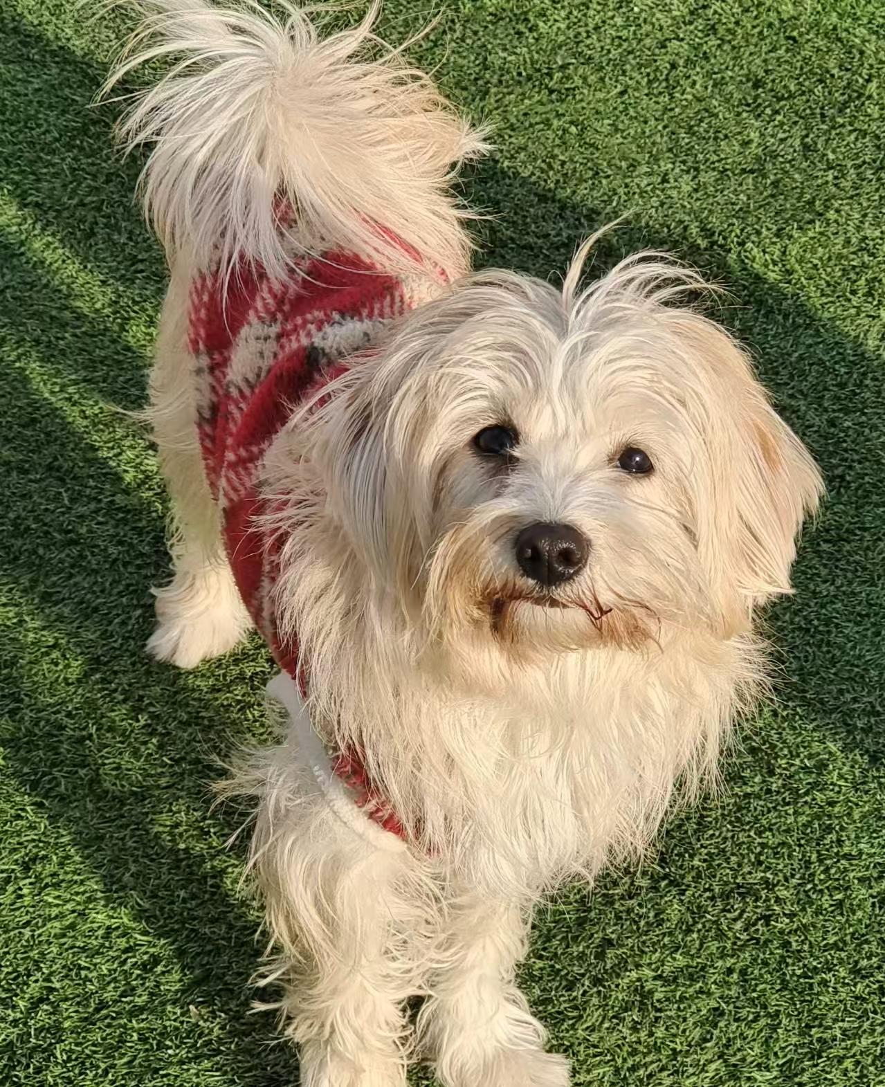 Enlarge Luna, a ADOPTABLE mixed breed in Toronto, ON image 2/5