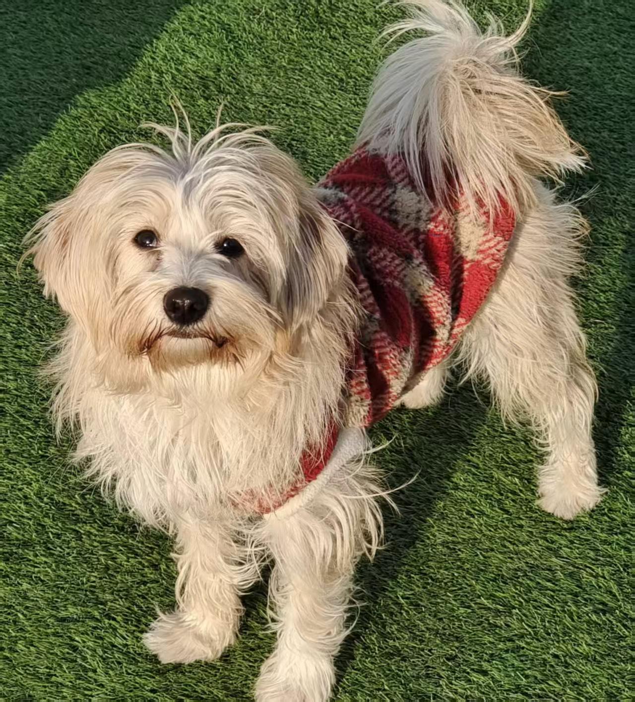 Enlarge Luna, a ADOPTABLE mixed breed in Toronto, ON image 4/5