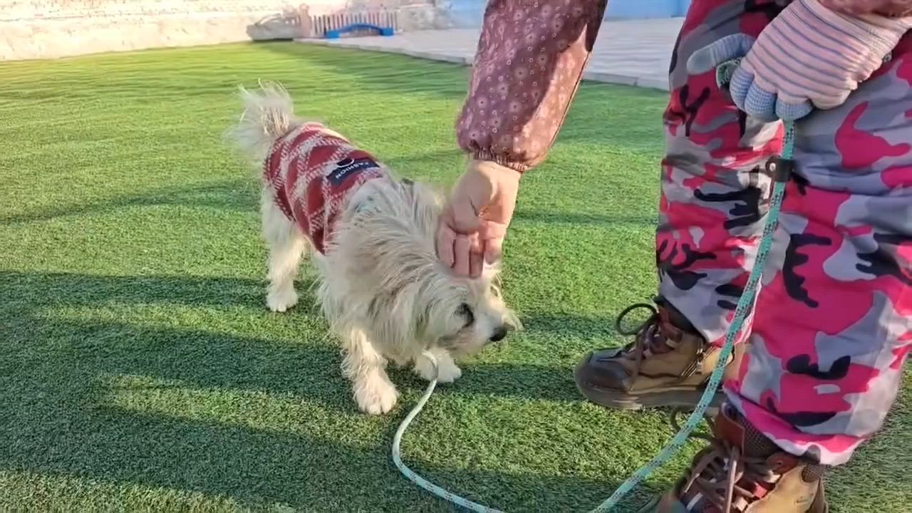 Enlarge Luna, a ADOPTABLE mixed breed in Toronto, ON video 5/5