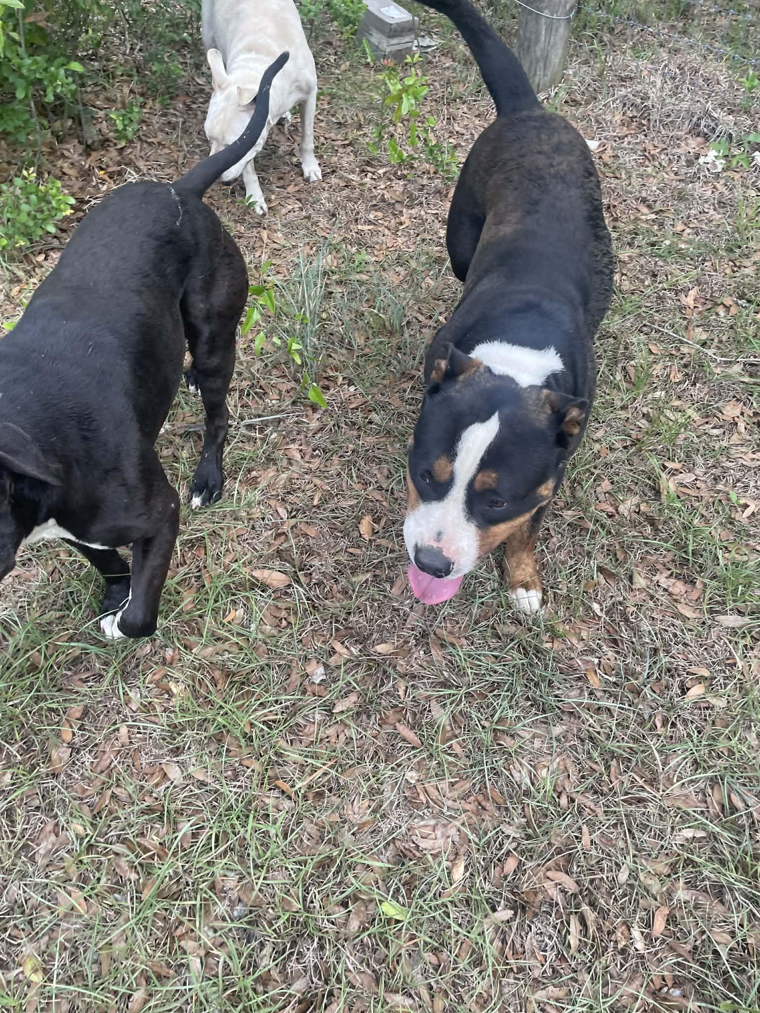 Hombre, a ADOPTABLE mixed breed in Panama city, FL image 2/2