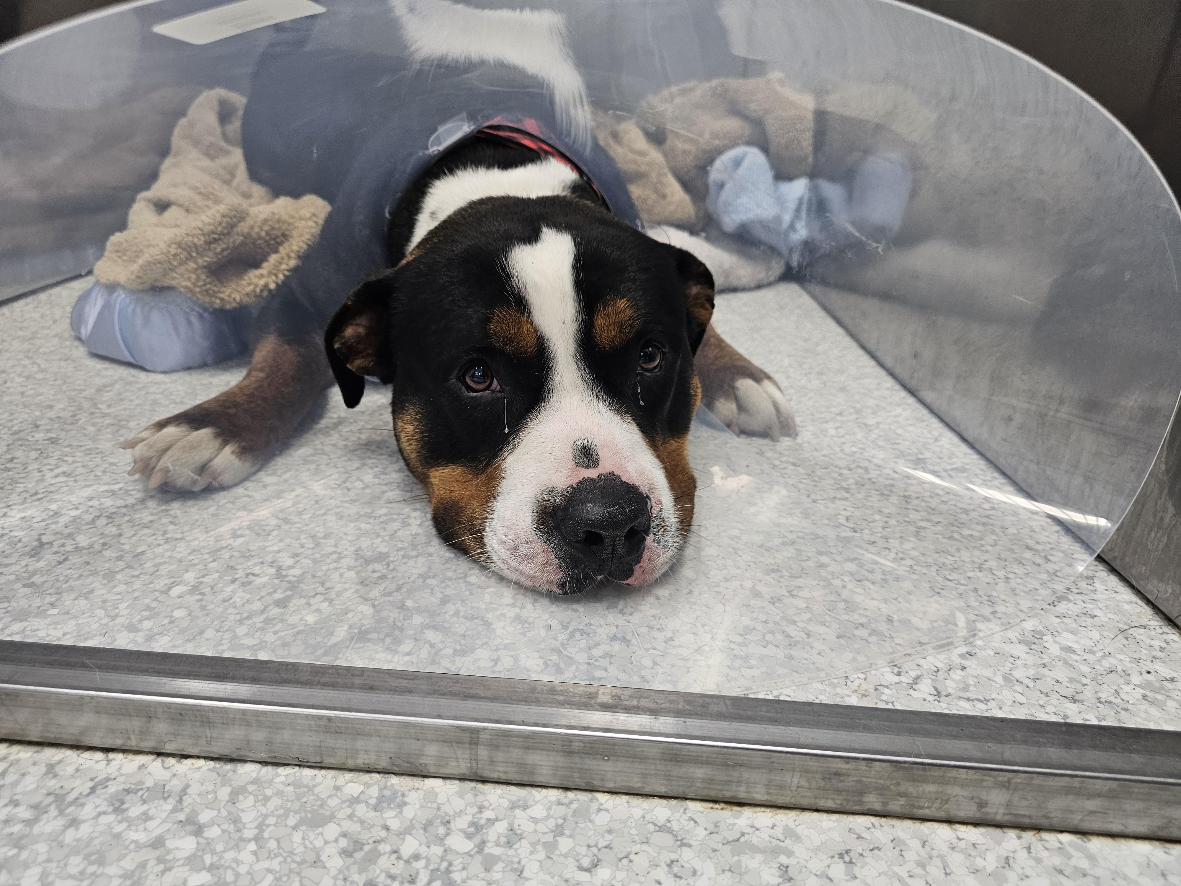 Hombre, a ADOPTABLE mixed breed in Panama city, FL image 1/2