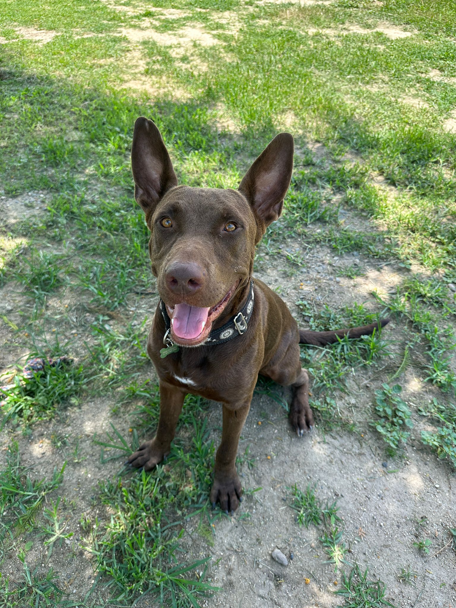 Enlarge Zeus, a Adoptable mixed breed in Seattle, WA image 2/6