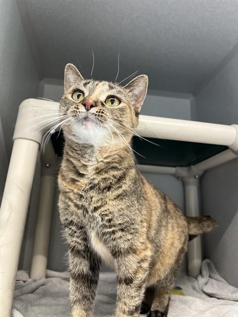 SWAYED, Adoptable, Adult Female Domestic Short Hair.