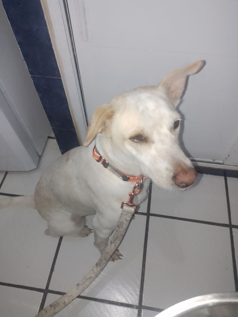 Freckles, Adopted, Young Female Cattle Dog & Labrador Retriever.