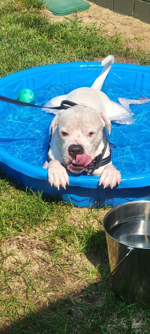 Enlarge Lilo, a Adoptable mixed breed in Attleboro, MA image 1/5