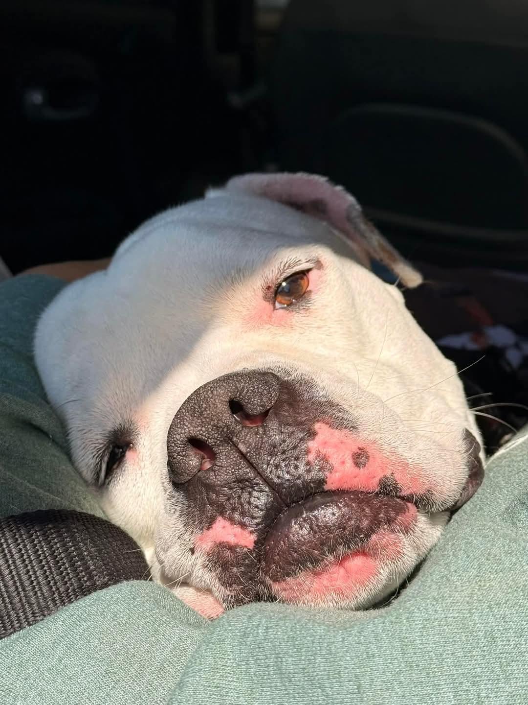 Lilo, an adoptable American Bulldog, Boxer in Attleboro, MA, 02703 | Photo Image 3