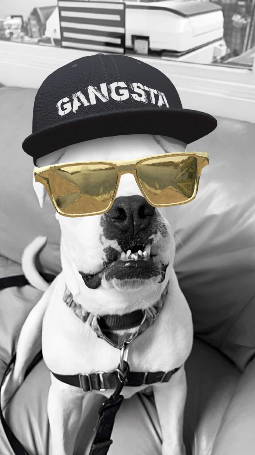 Enlarge Lilo, a Adoptable mixed breed in Attleboro, MA image 5/5