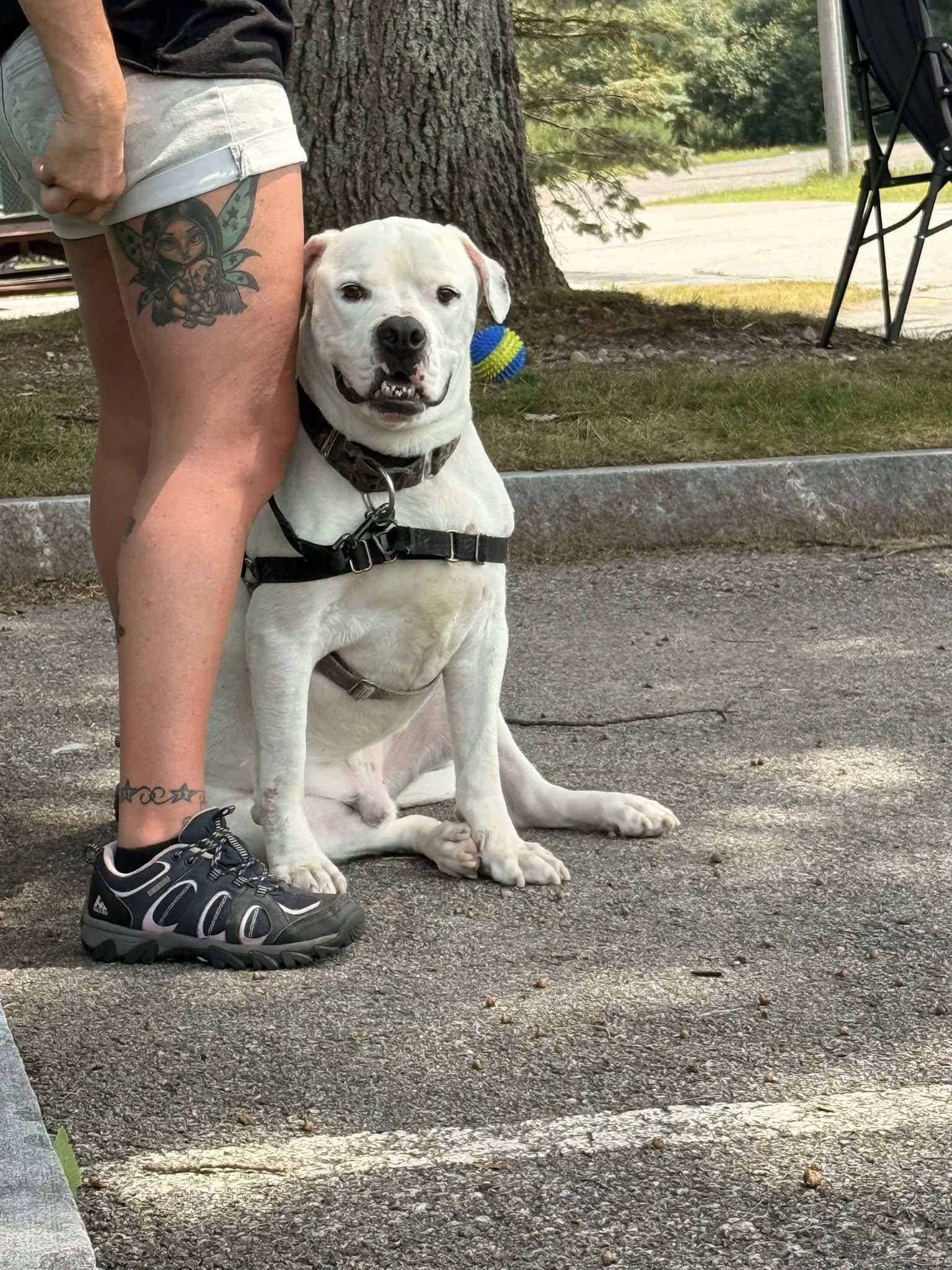Enlarge Lilo, a Adoptable mixed breed in Attleboro, MA image 2/5