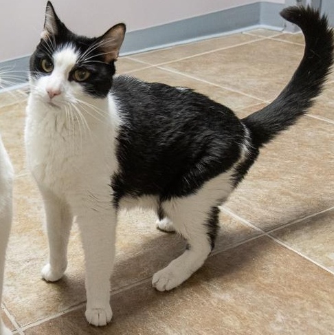 Enlarge Sebastian, an adoptable Domestic Short Hair in Bloomfield, CT image 2/2