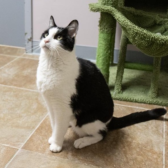 Enlarge Sebastian, an adoptable Domestic Short Hair in Bloomfield, CT image 1/2