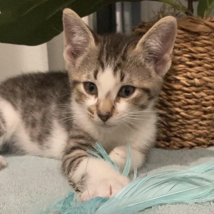 Enlarge Briar Haines-AR, a Adoptable Domestic Short Hair in Tallahassee, FL image 4/5
