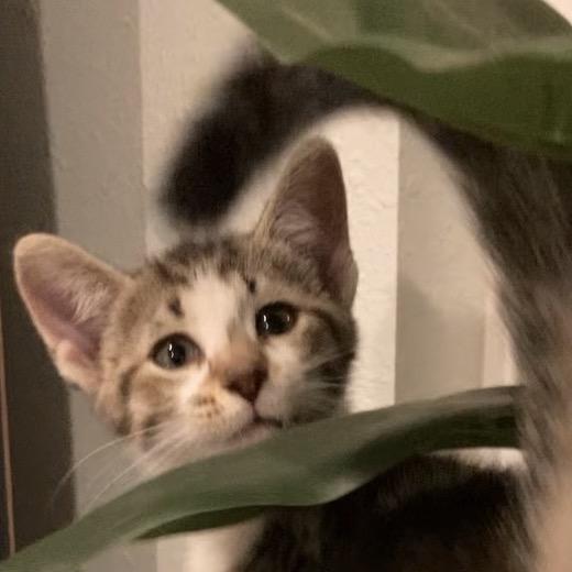 Enlarge Briar Haines-AR, a Adoptable Domestic Short Hair in Tallahassee, FL image 5/5