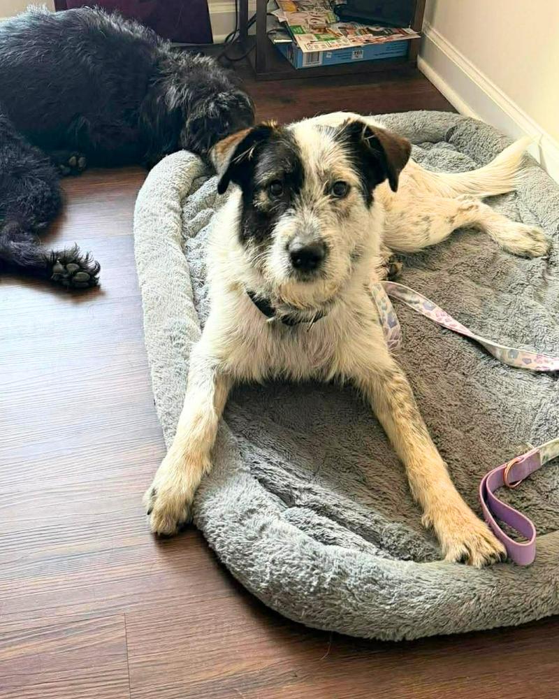 McLuvin, Adoptable, Young Male Mixed Breed.