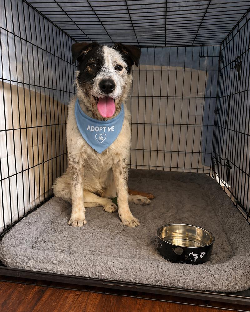 McLuvin, a Adoptable mixed breed in Wayne, NJ image 3/4