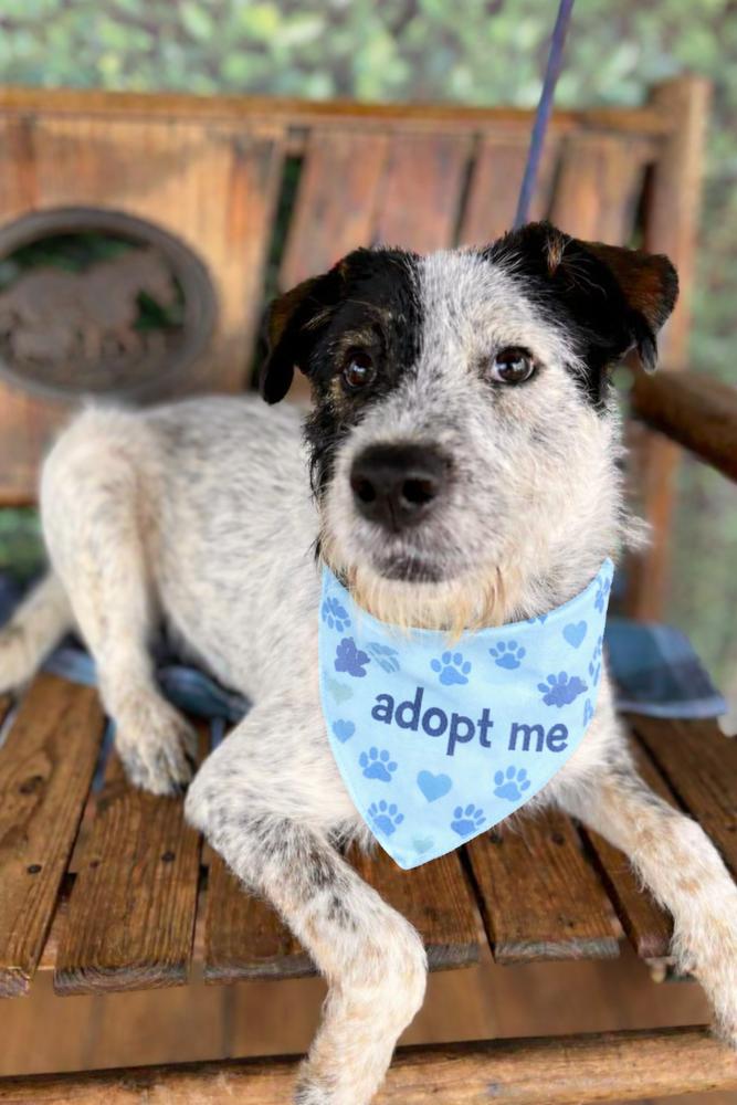 McLuvin, a Adoptable mixed breed in Wayne, NJ image 4/4