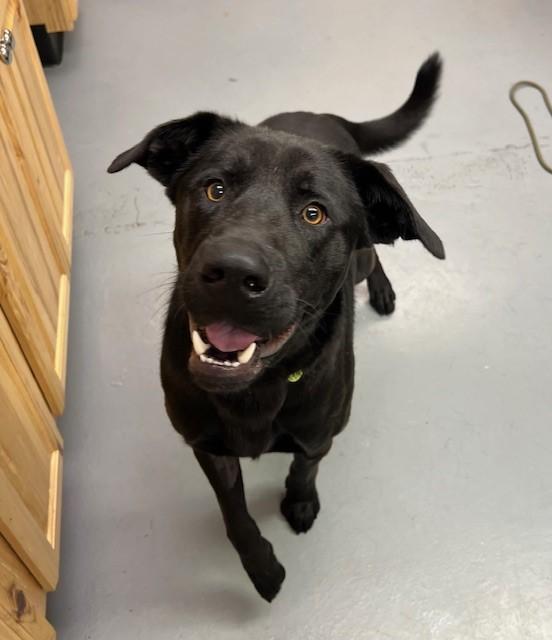 Herschel, ADOPTABLE, Adult Male Black Labrador Retriever.
