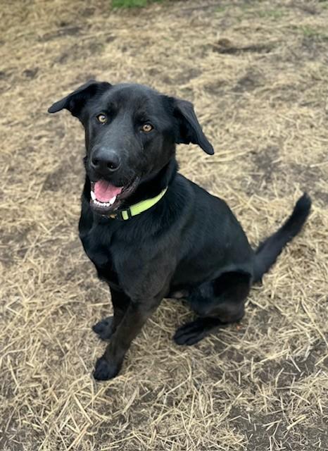 Herschel, adoptable, Adult Male Black Labrador Retriever.