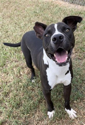 Enlarge BANKSY, a Adoptable mixed breed in Rosenberg, TX image 1/2