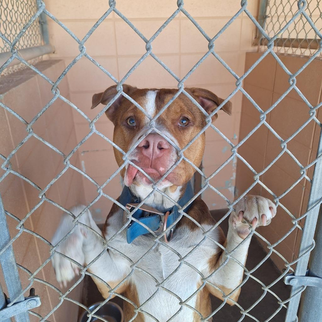 Peek-a-boo, Adoptable, Adult Male Pit Bull Terrier.