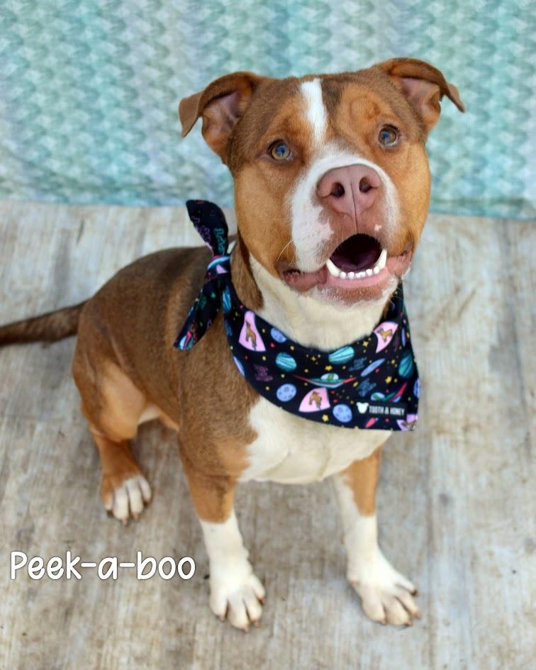 Enlarge Peek-a-boo, a Adoptable Pit Bull Terrier in Gautier, MS image 2/2
