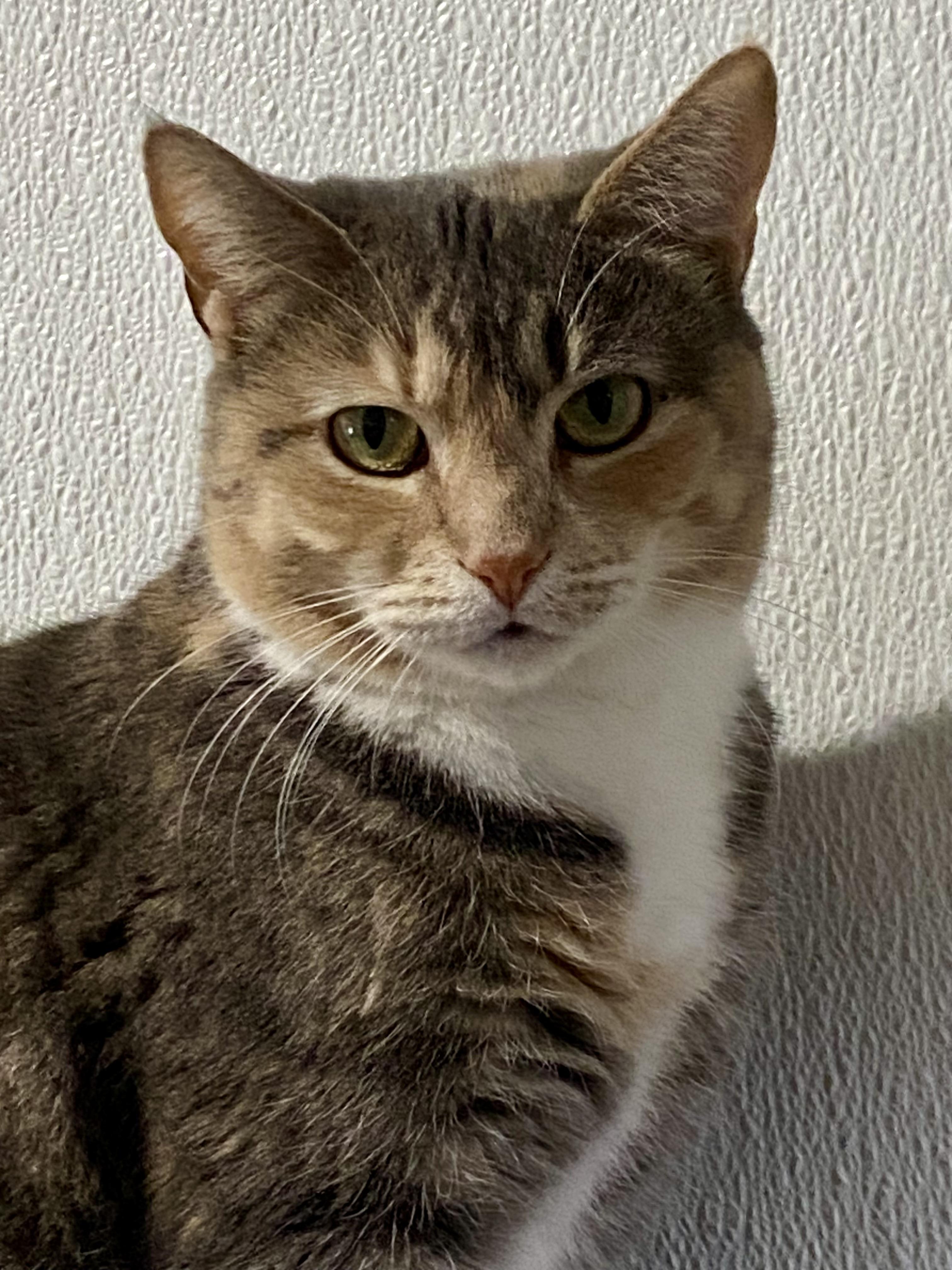 Enlarge Buffy, a ADOPTABLE American Shorthair in Fredericksburg, OH image 1/6