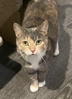 Buffy, ADOPTABLE, Adult Female American Shorthair.