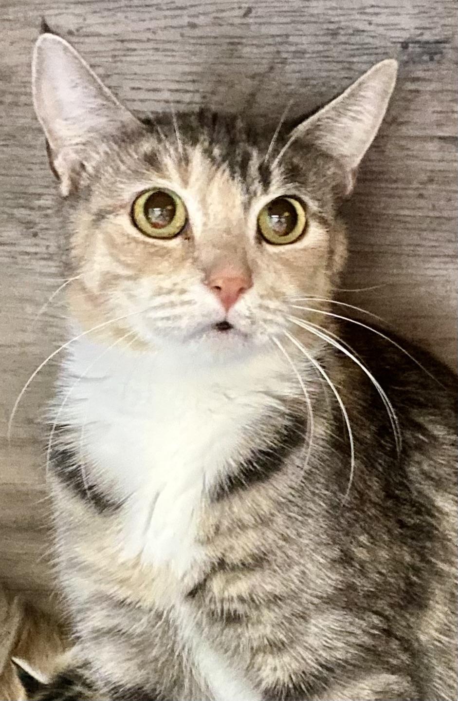 Enlarge Buffy, a ADOPTABLE American Shorthair in Fredericksburg, OH image 2/6