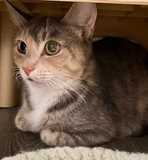 Enlarge Buffy, a ADOPTABLE American Shorthair in Fredericksburg, OH image 3/6