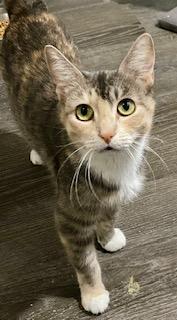 Enlarge Buffy, a ADOPTABLE American Shorthair in Fredericksburg, OH image 5/6