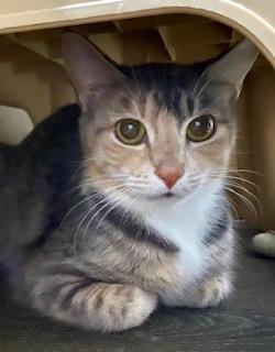 Enlarge Buffy, a ADOPTABLE American Shorthair in Fredericksburg, OH image 4/6