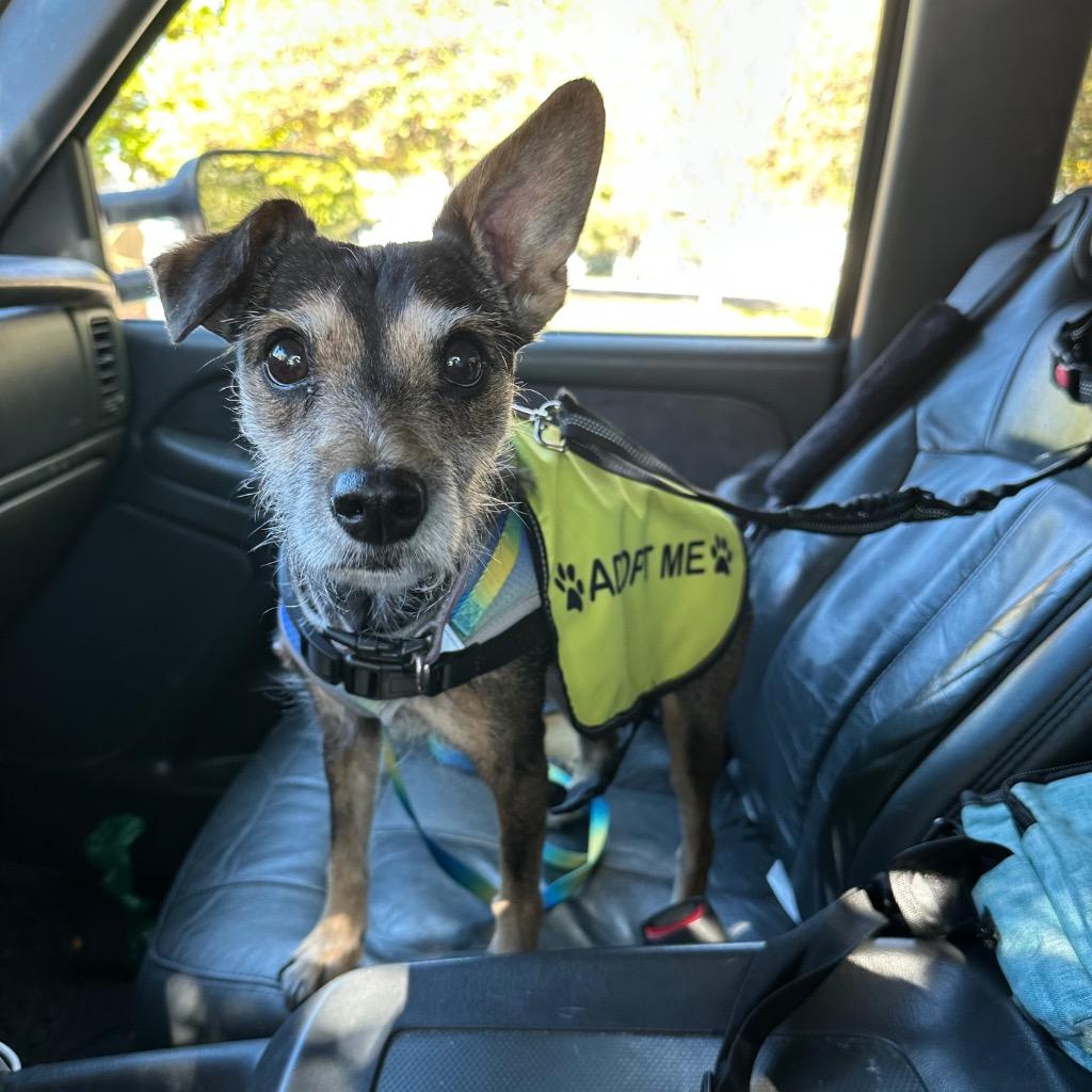 Itty, Adoptable, Senior Female Terrier.