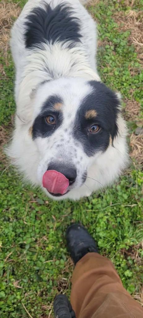 Willard, Adoptable, Young Male Great Pyrenees & Australian Shepherd.