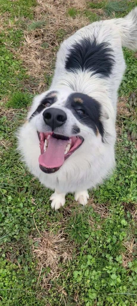 Willard, a Adoptable mixed breed in Shelbyville, TN image 2/6