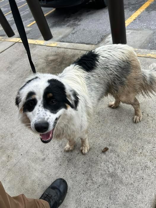 Willard, a Adoptable mixed breed in Shelbyville, TN image 3/6